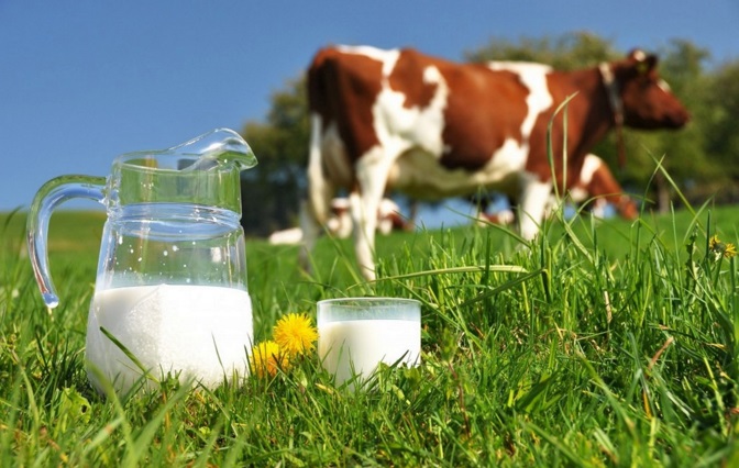 Почему молоко горчит и как избежать этой проблемы?